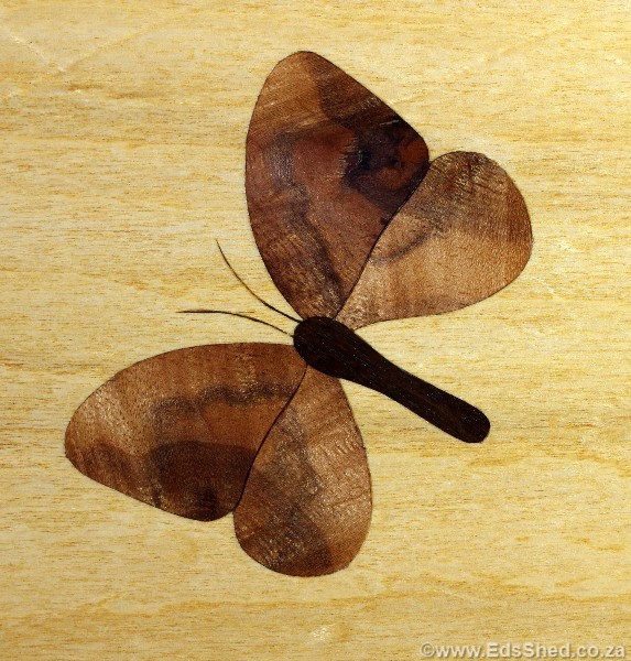 Close up of the butterfly which was 'butterflied' from the same piece of Camphor. The pungent Camphor smell is evident sometimes when the box is opened after being closed for a while.